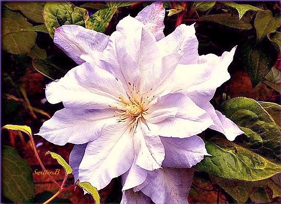 a-Clematis-Flowers-Gardening-Macro Photography-Photography-Chalcedony SwittersB