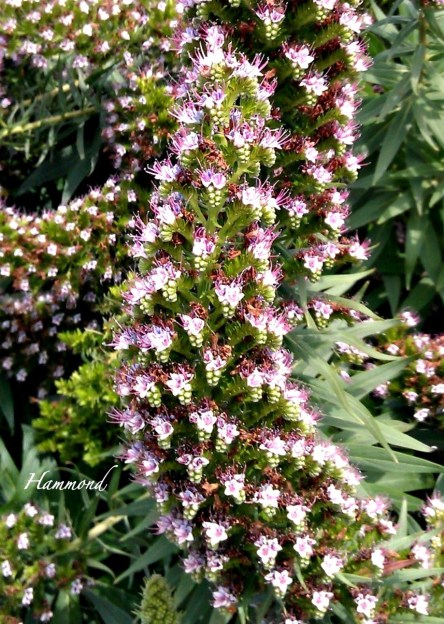 a Nature-flowering buds-photography-Hammond-SwittersB