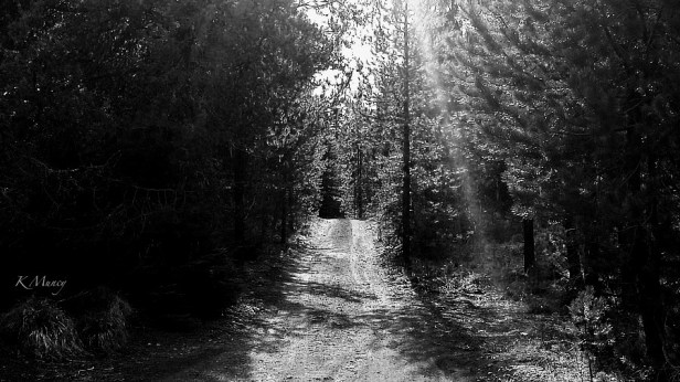 a pavement ends-woods-nature-Kelly Muncy-photography-Oregon