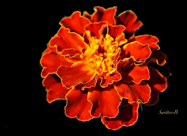 an orange flower--blacked out-macro-photography-SwittersB-flowers-garden