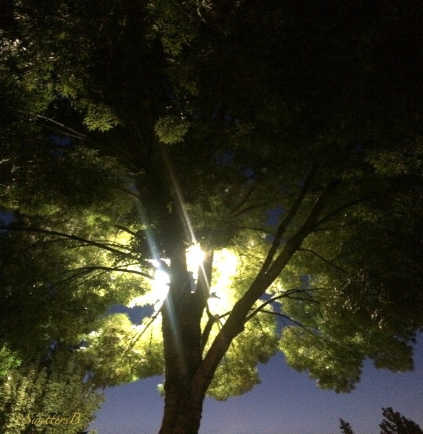 backlit-night-tree-Summer-photography-SwittersB