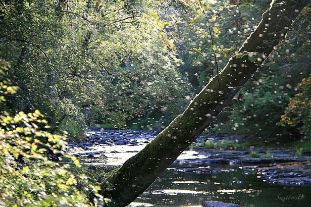 blizzard hatch-midges-bwo-photography-Oregon-SwittersB-outdoors-nature