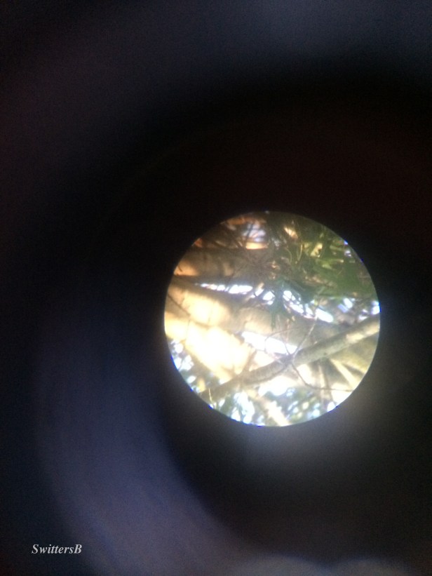 camera-tree-telescope-SwittersB