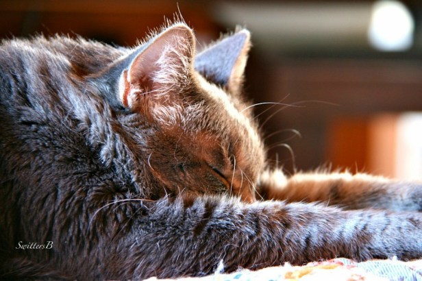 cat nap-pets-Tabby-Penny the Cat-photography-Switters