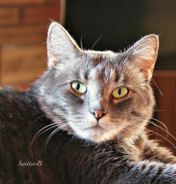 cat-Penny the Cat-Tabby-pets-photography-SwittersB
