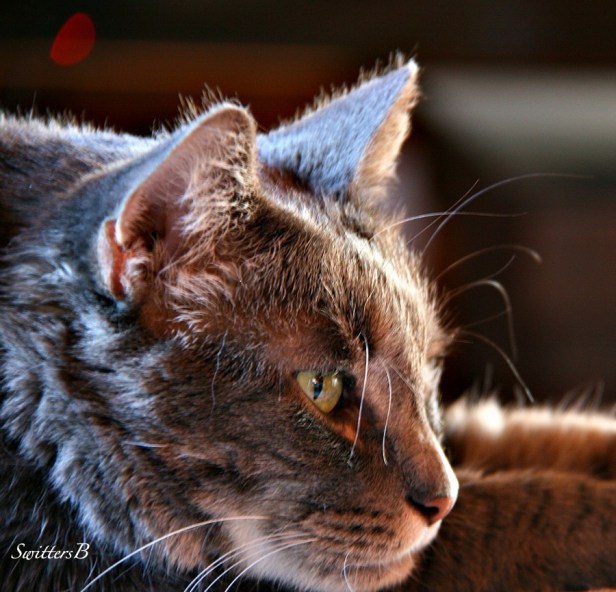 cats-tabby-Penny the Cat-Photography-pets-Switters