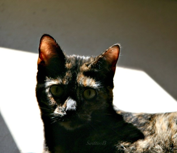 cats-tortoise shell-photography-pets-SwittersB-Ninnie the Cat