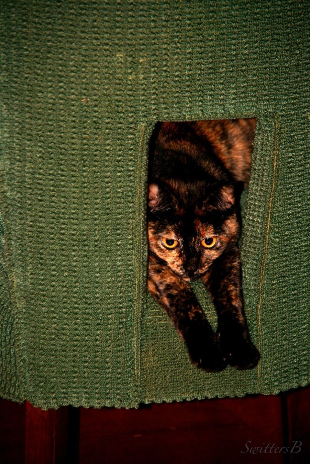 Cats-Tortoiseshell Calico-Photography-Ninnie the Cat-SwittersB