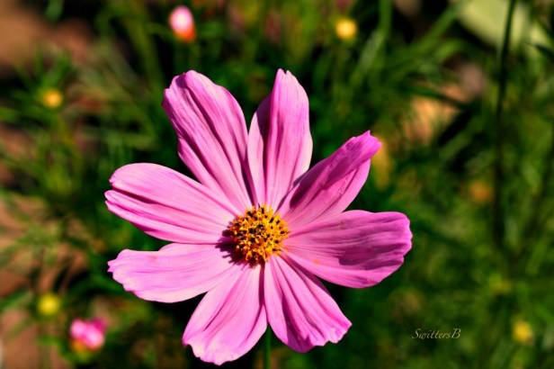 Cosmos-Flower-Hugs-photography-SwittersB-flowers-garden