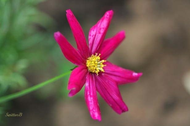 cosmos-flower-pink-garden-macro-photograhy