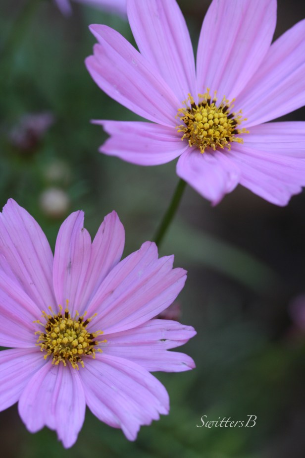 Cosmos-flowers-macro-photogaphy-SwittersB