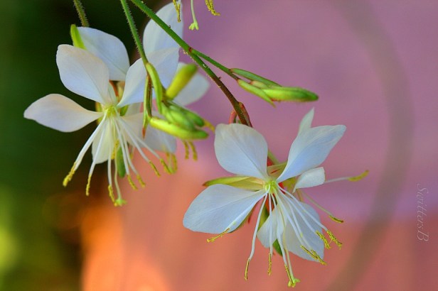 delicate white-flowers-macro-photography-SwittersB