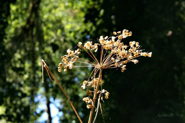 dry flower-spent-photography-SwittesB
