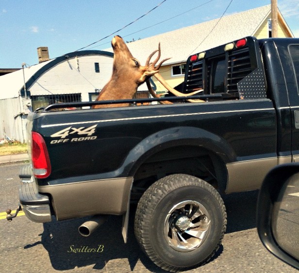 elk rack-head-antlers-trophy-photography-Oregon-SwittersB-hunting