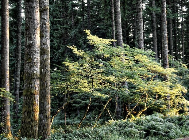 evening light-forest-trees-photography-vine maple-Oregon-SwittersB