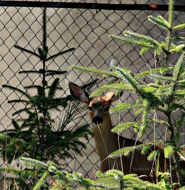 fawm 2-photography-Oregon-nature-SwittersB