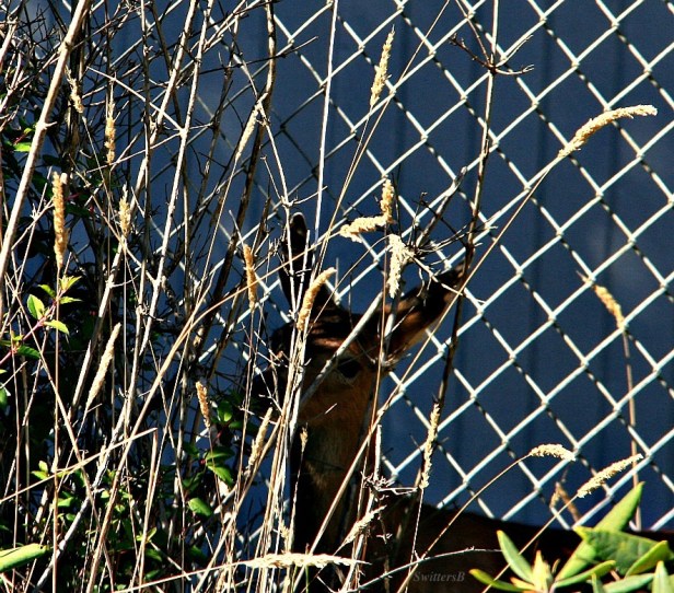 fawn 1-hiding-Oregon-photography-SwittersB