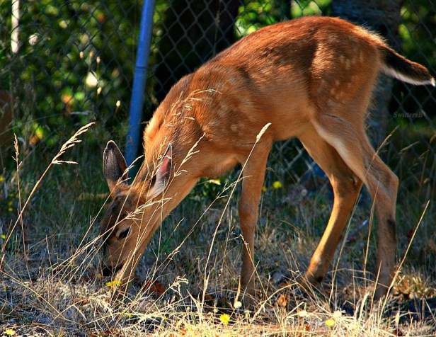 fawn 3-photography-Oregon-SwittersB-nature
