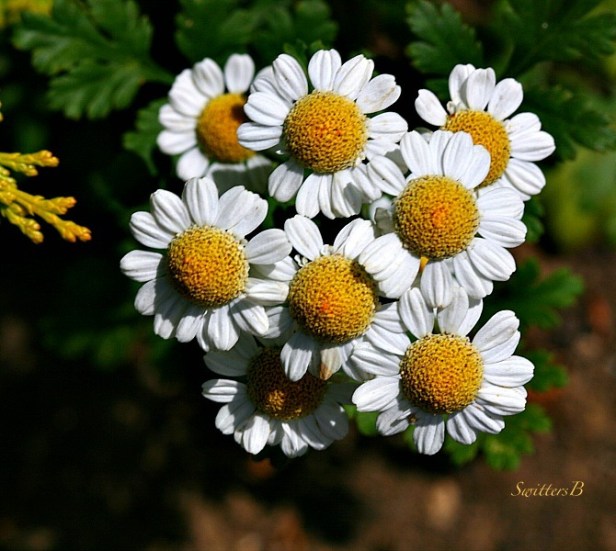 feverfew-herb-plants-daisy like-photography-SwittersB