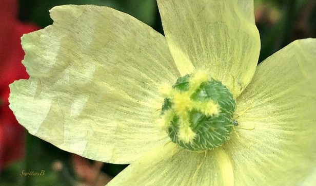 flower-macro-photography-pale yellow petals-SwittersB