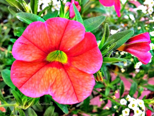 flower-red-marco-bloom-garden-SwittersB-photography
