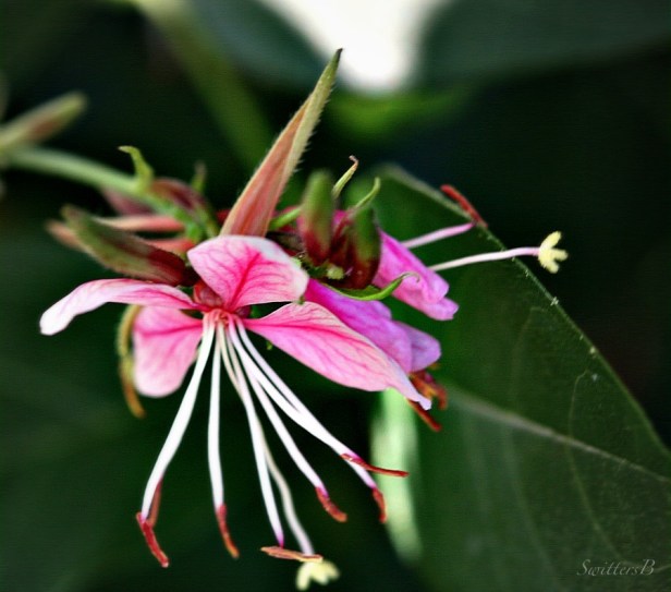flower-wisteria-plants-garden-photography-macro-SwittersB