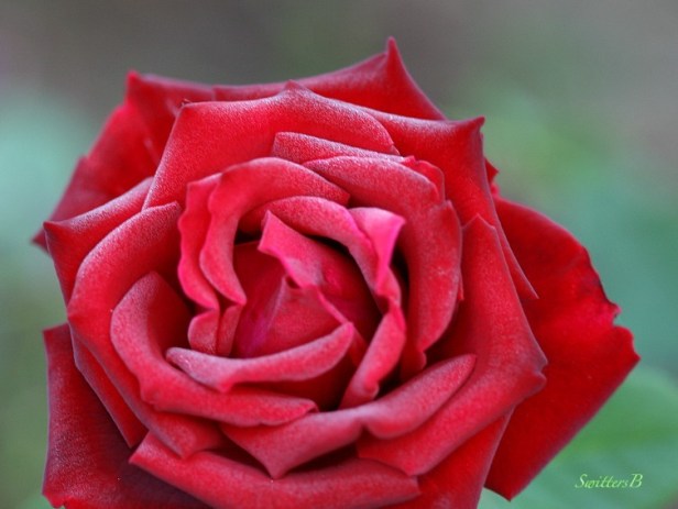 flowers-red velvet-red rose-macro-photography-SwittersB