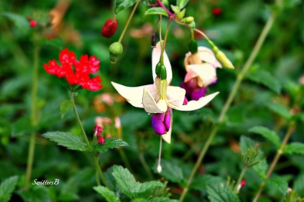 fuchsia-flowers-garden-photography-SwittersB