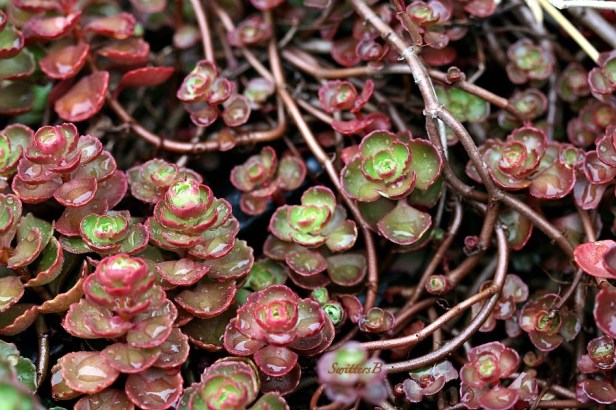 garden-succulents-macro-photography-SwittersB