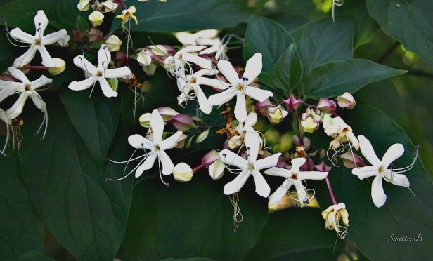 glorybower-peanut butter tree-harlequin-SwittersB-photography