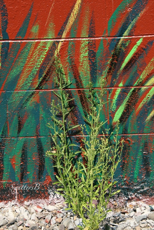 Imitation-Painting-Weed-Photography-SwittersB