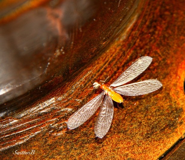 Insect-Macro-Photography-Spent Wing-SwittersB