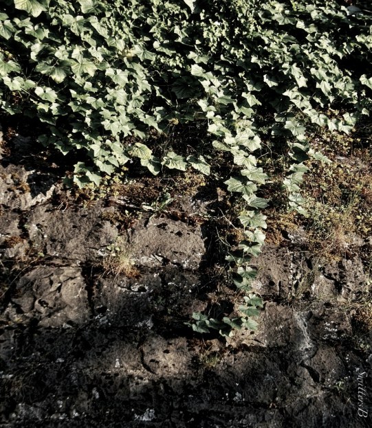 ivy-wall-explorer-reaching-photography-SwittersB