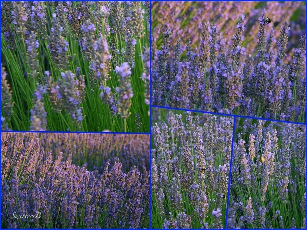 Lavender Fields-flowers-gardens-rural-photography-SwittersB