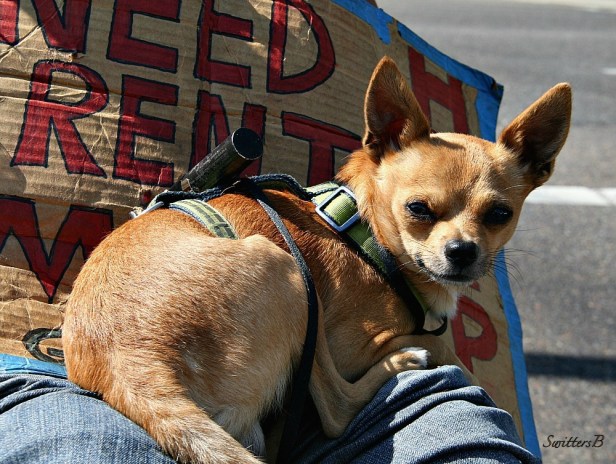Leonitus-Dog-Gray Wolf-Photography-SwittersB