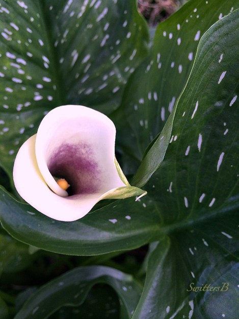 Lily-garden-photography-flowers-swirl-SwittersB