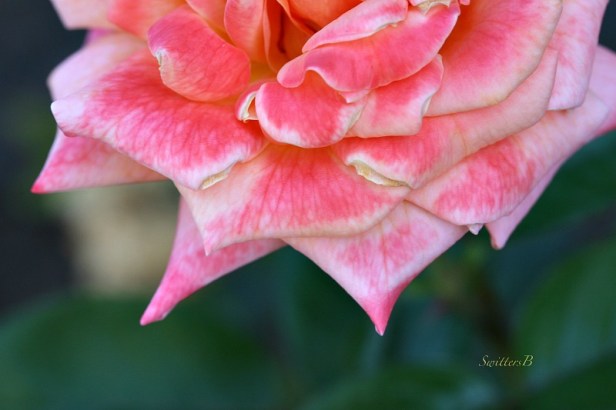 macro photography-rose-garden-SwittersB