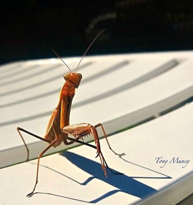 Mantis-Tony Muncy-Nature-Macro-Photography-SwittersB