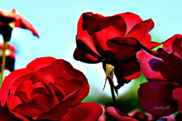 morning light-red roses-garden-macro-SwittersB=photography