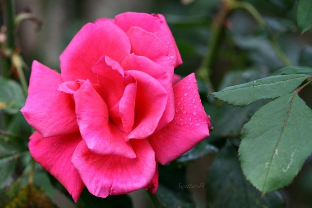 morning shower-rose-petals-water drops-garden-photography-SwittersB