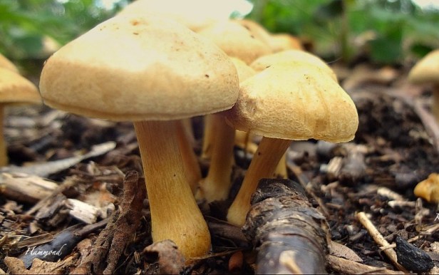 Mushroom-Macro-Photography-Hammond-SwittersB