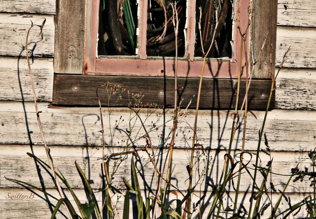old shed-weeds-shadows-rustic-photography-SwittersB