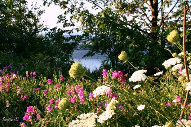 Oregon-Gorge-flowers-yarrow-sweet peas-nature-SwittersB-Photography