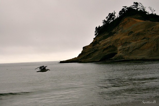 pacific city-seagull-point-ocean-photography-SwittersB
