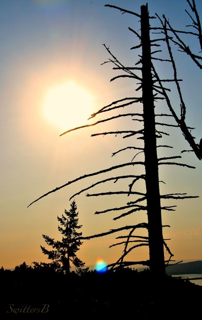 photography-ragged-silhouette-nature-SwittersB-bare tree