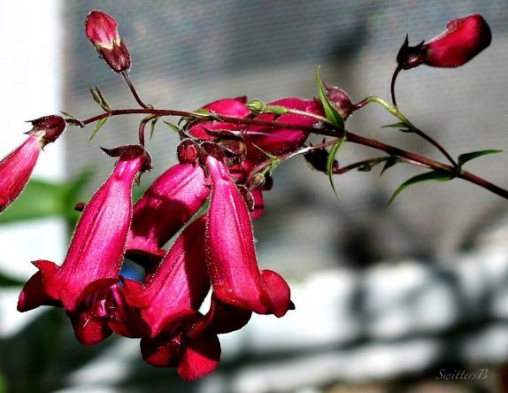 pink bells-swittersb-macro-photography-gardening-flowers