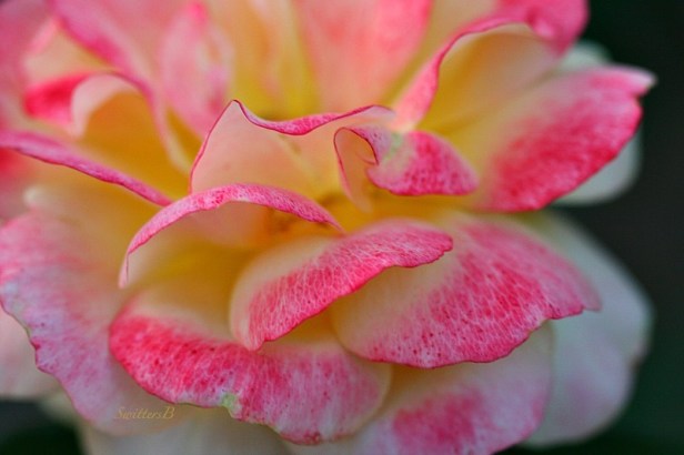 Pink Petals-Pink and Yellow Rose-Macro-Photography-SwittersB-gardening