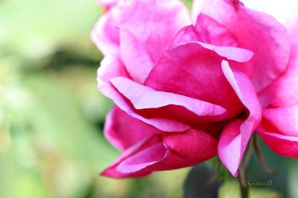 Pink Rose-Macro-Photography-SwittersB
