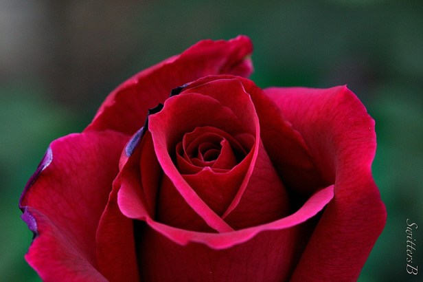 red rose-flowers-macro-garden-photography-SwittersB