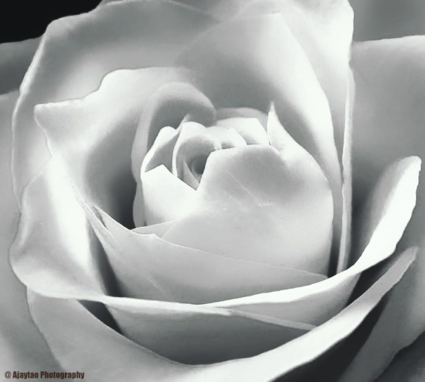 rose-b-w-17-ajaytao